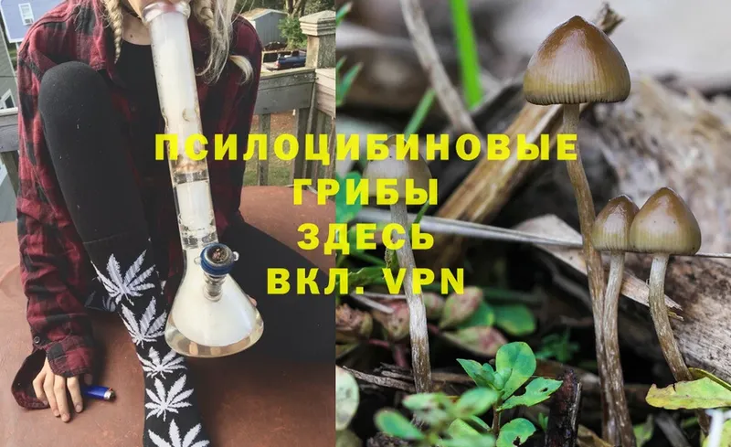 Псилоцибиновые грибы Magic Shrooms  KRAKEN как войти  это клад  даркнет сайт  Володарск 